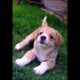 cutest little puppy dog playing in the garden #dog #puppy #pets #cutedog #trending #dogs #shorts