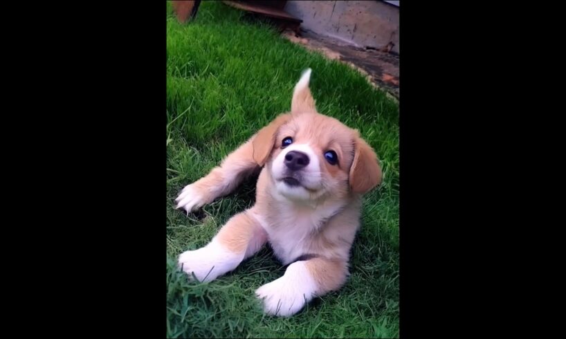 cutest little puppy dog playing in the garden #dog #puppy #pets #cutedog #trending #dogs #shorts