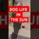 dog playing in the sunshine #viralanimals #animals #dogsvideo #dogs