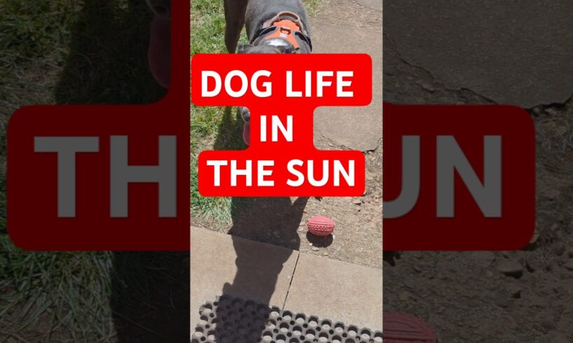 dog playing in the sunshine #viralanimals #animals #dogsvideo #dogs