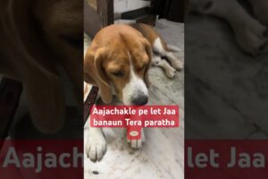 #dogshorts #cute puppies #cute
