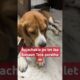 #dogshorts #cute puppies #cute
