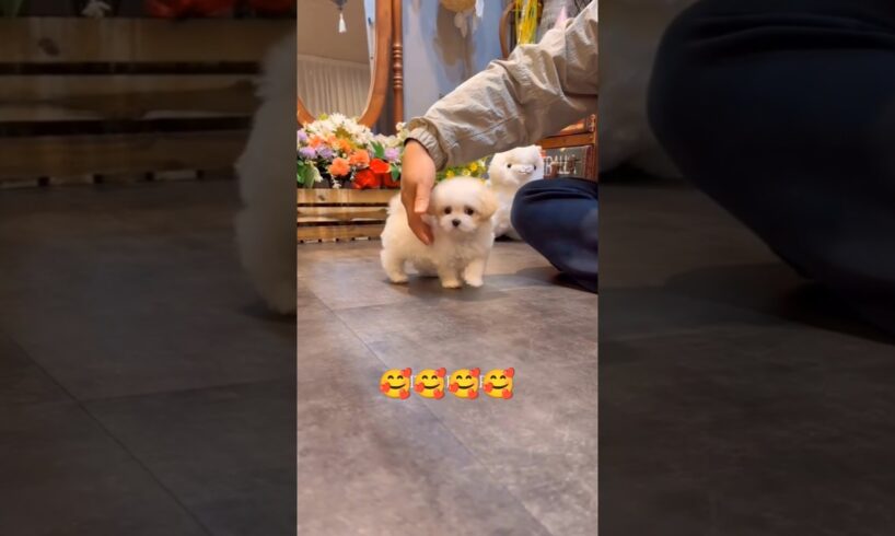 #dogsloversfavorites#cute#puppies#animals#funny