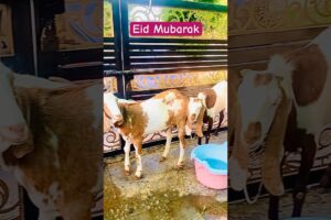 #eiduladha#mubarak#roadtravel #lahore#mark#wiens#shortvideo