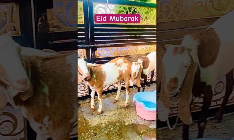 #eiduladha#mubarak#roadtravel #lahore#mark#wiens#shortvideo