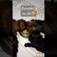 kumakain na Sila  my cute puppies #puppy #viral #eating @mls.2129