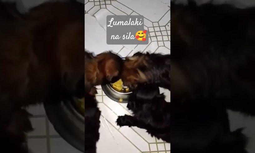 kumakain na Sila my cute puppies #puppy #viral #eating @mls.2129