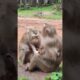 loveTwo baby two mom monkey playing 2  #shorts #cat #monkeys #viral #animals #shortsvideo #monkey