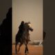 majestueux chevaux #viralvideo #horse #equestrianjourney #animals #youtubeshorts #shorts #trending