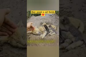 man rescued a hungry cat family. #animals #cat #kitten #rescue #humanity