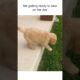 ...maybe tomorrow will be my day...😂 #Dogs #Puppy #Puppies #Cute #Funny #Meme #DogLovers