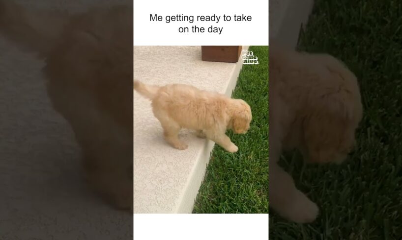 ...maybe tomorrow will be my day...😂 #Dogs #Puppy #Puppies #Cute #Funny #Meme #DogLovers