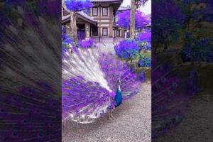 peacock dance real video #peacock #beautiful #birds #animals