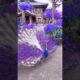 peacock dance real video #peacock #beautiful #birds #animals