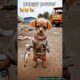 puppy power 🐶🥹 cute puppies #dogshorts #dogs #trendingvideo #cute