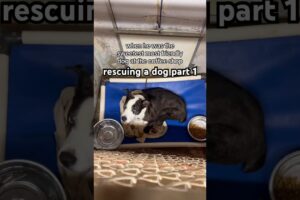 rescuing a dog part 1 #rescuedog