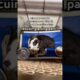 rescuing a dog part 1 #rescuedog