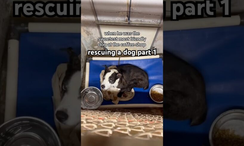 rescuing a dog part 1 #rescuedog