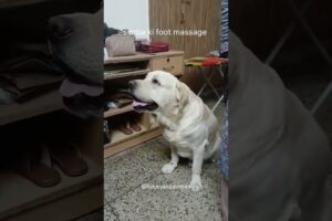simba is curious #labrador #dog #pets #cute #simba #shorts #dogowner #petlover