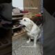 simba is curious #labrador #dog #pets #cute #simba #shorts #dogowner #petlover