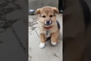 small dog voice ,chhota dog soundpappyawajdogvoicedogsound shortsviralvideothe voicethe