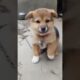 small dog voice ,chhota dog soundpappyawajdogvoicedogsound shortsviralvideothe voicethe