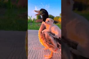so cute puppies 😘#best #cute #puppy #love #cutedog #youtube #trending