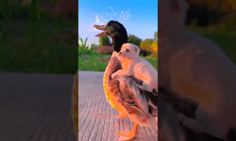 so cute puppies 😘#best #cute #puppy #love #cutedog #youtube #trending