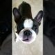 some gnarly doggos! #shorts  #dogs #cute #adorably #cuteanimals #trending #cutepets #cutest #puppies