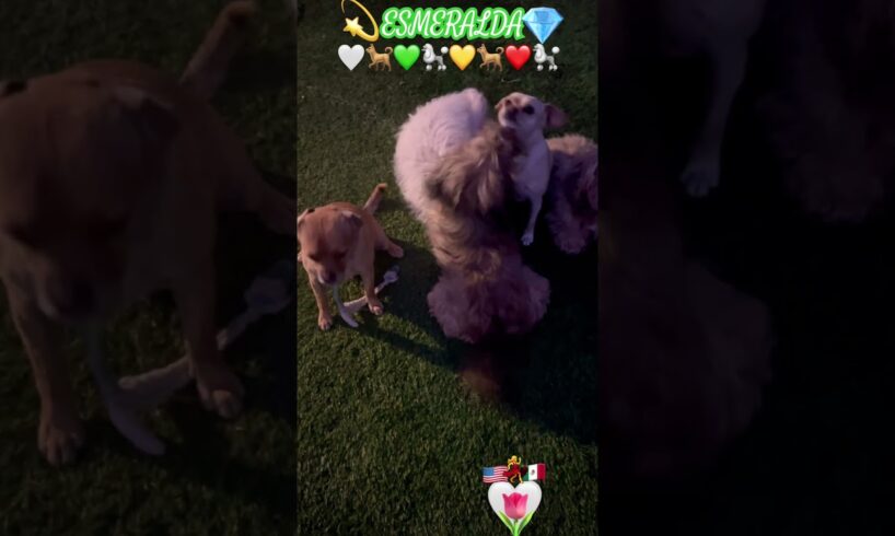 #suscribirse #perros#perritos #mascotas #argentina #shortsfeed #parati #cute #puppy #dog #pets #pet