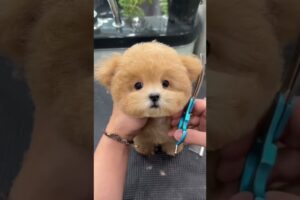 this cute puppy is so amazing 😍🤩 #shortvideo