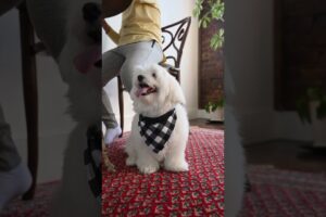 top 10 cutest puppies#cute #puppy #dog #cuteanimal #fyp #fypシ゚viral