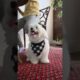 top 10 cutest puppies#cute #puppy #dog #cuteanimal #fyp #fypシ゚viral