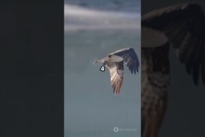 top 5 epic animal fights in the sky #theworldsfastestanimal #peregrinefalcontopspeed #top5