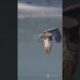 top 5 epic animal fights in the sky #theworldsfastestanimal #peregrinefalcontopspeed #top5