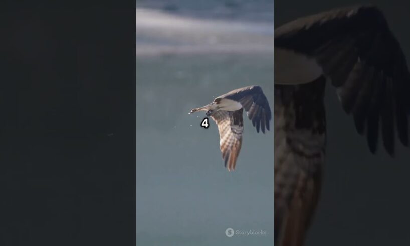 top 5 epic animal fights in the sky #theworldsfastestanimal #peregrinefalcontopspeed #top5