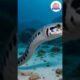#top10snakes #feedshorts #shortsfeed #feed #viralshorts #shortsvideo #ytshortsindia #ytshort