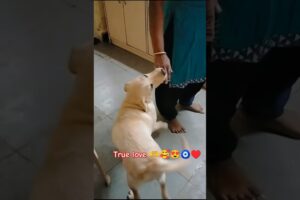 yah nanha farishta 😍🥰🧿#pets #labrador #doglife #cute #funny #truelove #viralvideo #youtubeshorts