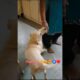 yah nanha farishta 😍🥰🧿#pets #labrador #doglife #cute #funny #truelove #viralvideo #youtubeshorts
