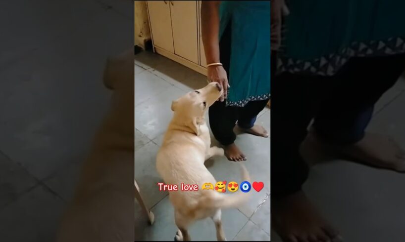 yah nanha farishta 😍🥰🧿#pets #labrador #doglife #cute #funny #truelove #viralvideo #youtubeshorts