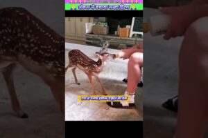 अंकल ने बचाया नन्हा हिरण #animal #animalrescue #animallover #rescue #deer