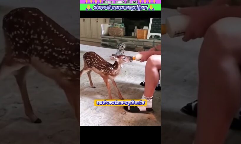 अंकल ने बचाया नन्हा हिरण #animal #animalrescue #animallover #rescue #deer
