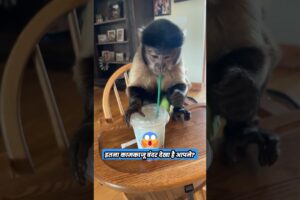 इतना कामकाजू बंदर देखा है आपने? #animal #animalrescue #animallover #rescue #monkey
