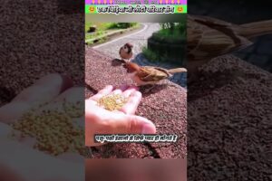 एक चिड़िया जो लौटी परिवार संग 😊 #animal #animalrescue #animallover #rescue #birdlovers