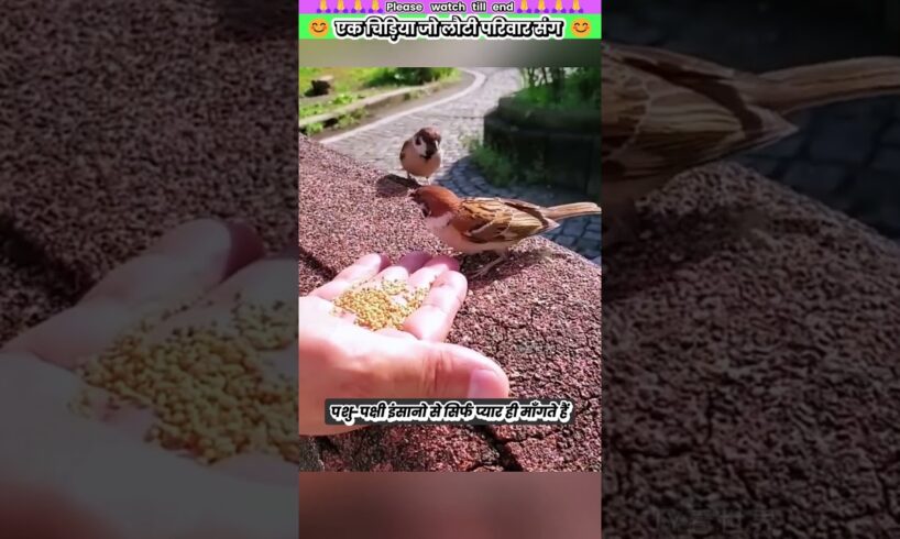 एक चिड़िया जो लौटी परिवार संग 😊 #animal #animalrescue #animallover #rescue #birdlovers