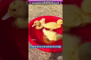 एक बतख ने लड़की की जिंदगी बदल दी 😢 #animal #animalrescue #animallover #rescue #duck