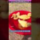 एक बतख ने लड़की की जिंदगी बदल दी 😢 #animal #animalrescue #animallover #rescue #duck