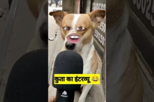 कुता का इंटरव्यू #funny #shilpisaroja #thetharpuns #comedy