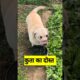 कुता का दोस्त #funny #shilpisaroja #thetharpuns #comedy