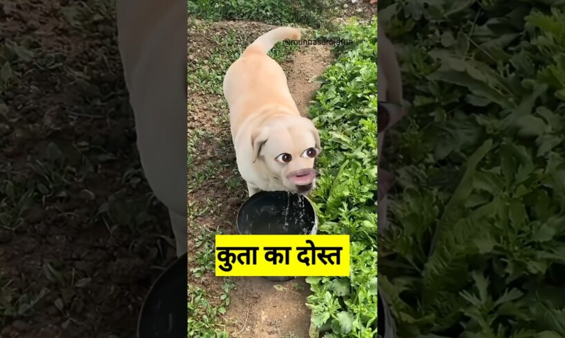 कुता का दोस्त #funny #shilpisaroja #thetharpuns #comedy